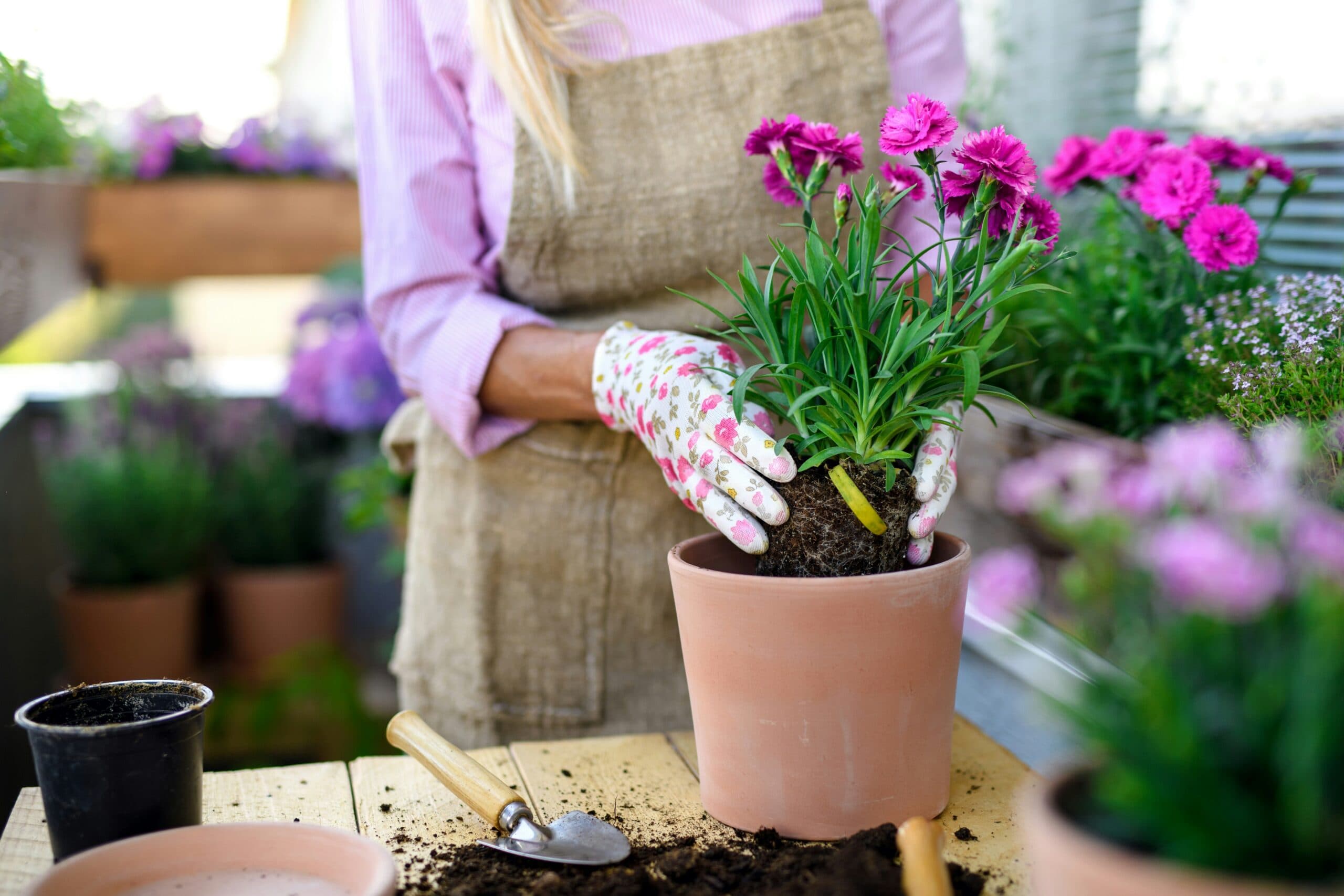 person potting plants